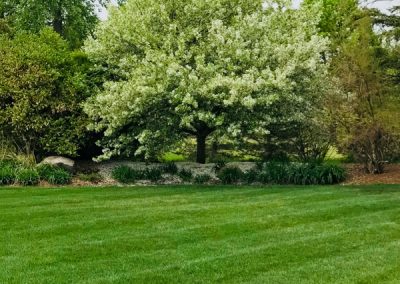 A beautifully maintained lawn with a lovely landscape bed in the background with lush trees and bushes.