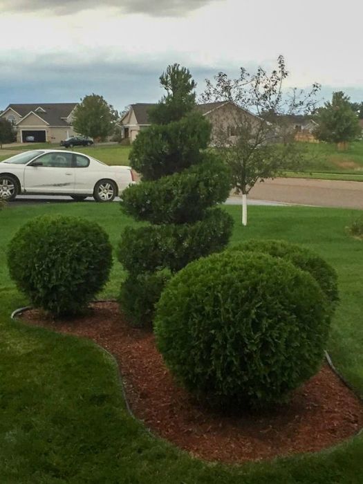 Professional Shrub Pruning